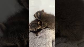 Left helpless on the roadside, these tiny baby raccoons just needed one kind soul to stop... 🦝❤️ #