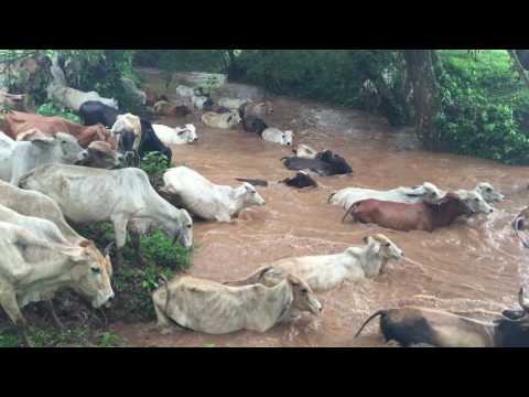 CRUCE DE VACAS PARIDAS