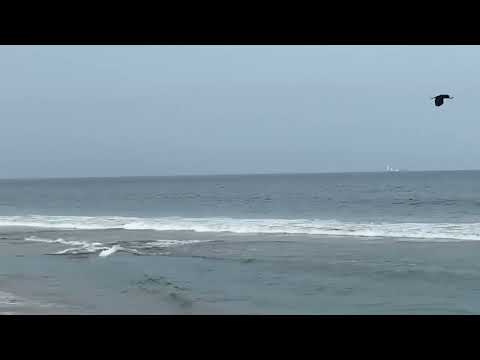 Marina beach, muschllen schallen, Chennai 2024