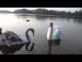 Гродно-Юбилейка-лебедята(swans) подросли,но улетать рано-11.11.14 