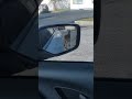 Who Let The Dogs Out