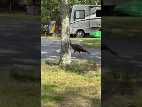wild turkey coming thru