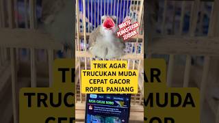 Download lagu Trik masteran trucukan muda cepat gacor ropel panjang #trucukan #anakantrucukan #ropeltrucukan mp3