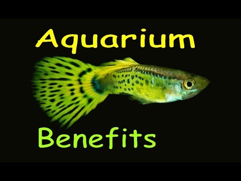 Aquariums Help Us - ASMR