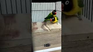 Download lagu Love bird dakori mp3