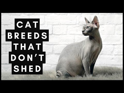 These Cat Breeds That Don’t Shed Will Save Your Couch