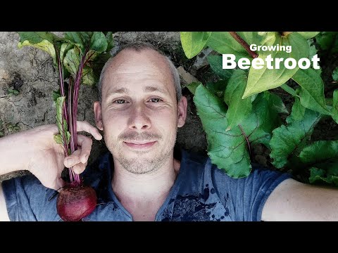 , title : 'GROWING BEETROOT - From Sowing to Harvest | Growing Organic Beets'