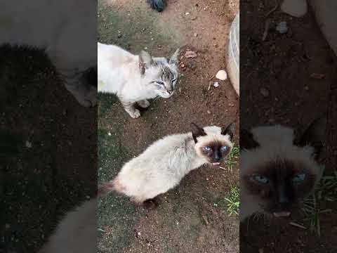 Vejam só os gatinhos de Seu Ricardo #pubgmobile #viral #paraiba #campinagrande #nordeste #viral