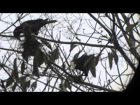 Chestnut Headed Oropendola male display