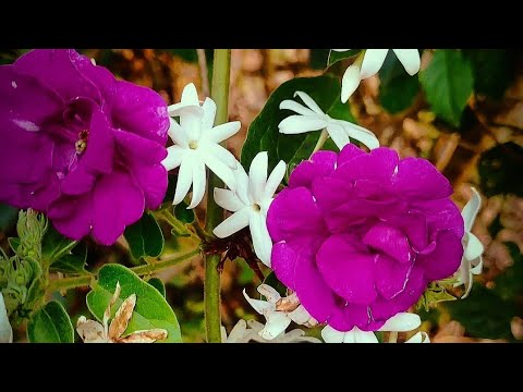 Impatiens Balsamina | Pink flower |  beautiful flower video | Jasmin |  @Wishes243