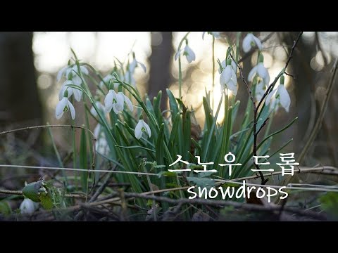 , title : '[ENG CC] Snowdrops Care and Planting Idea 스노우 드롭 기르기'