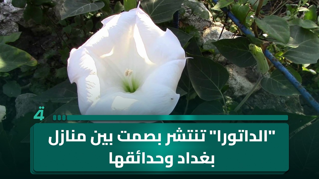 فيديو | "الداتورا" تنتشر بصمت بين منازل بغداد وحدائقها