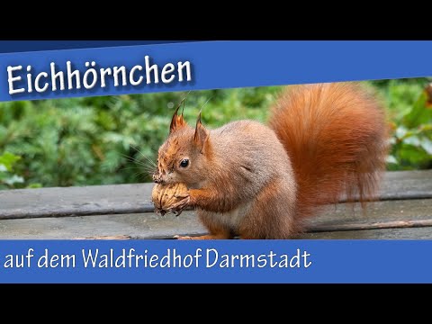 Eichhörnchen auf dem Waldfriedhof Darmstadt (nur wenige Bilder)