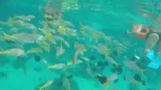 preview picture of video 'First Snorkeling Opportunity at Cayo Largo, Cuba'