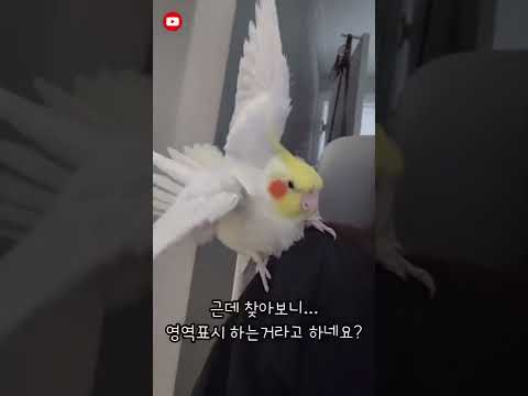 Possessive parrot | Kkum #shorts