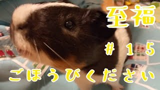 【モルモット】今日の親びんさん#15ごほうび下さい。