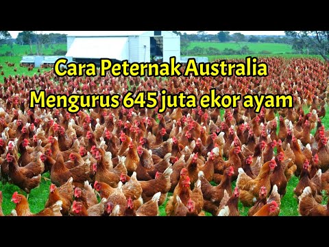 , title : 'Bagaimana cara peternak Australia mengurus 645 juta ekor ayam dan menghasilkan 6 miliar butir telur?'