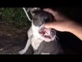 Finding Iris Saving a homeless injured dog + an ...