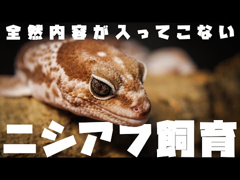 Ptyodactylus hasselquistiiについて詳しく解説
