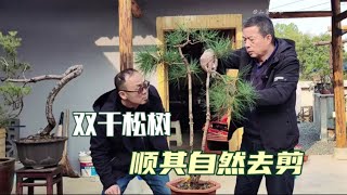 双干松树顺其自然去裁剪