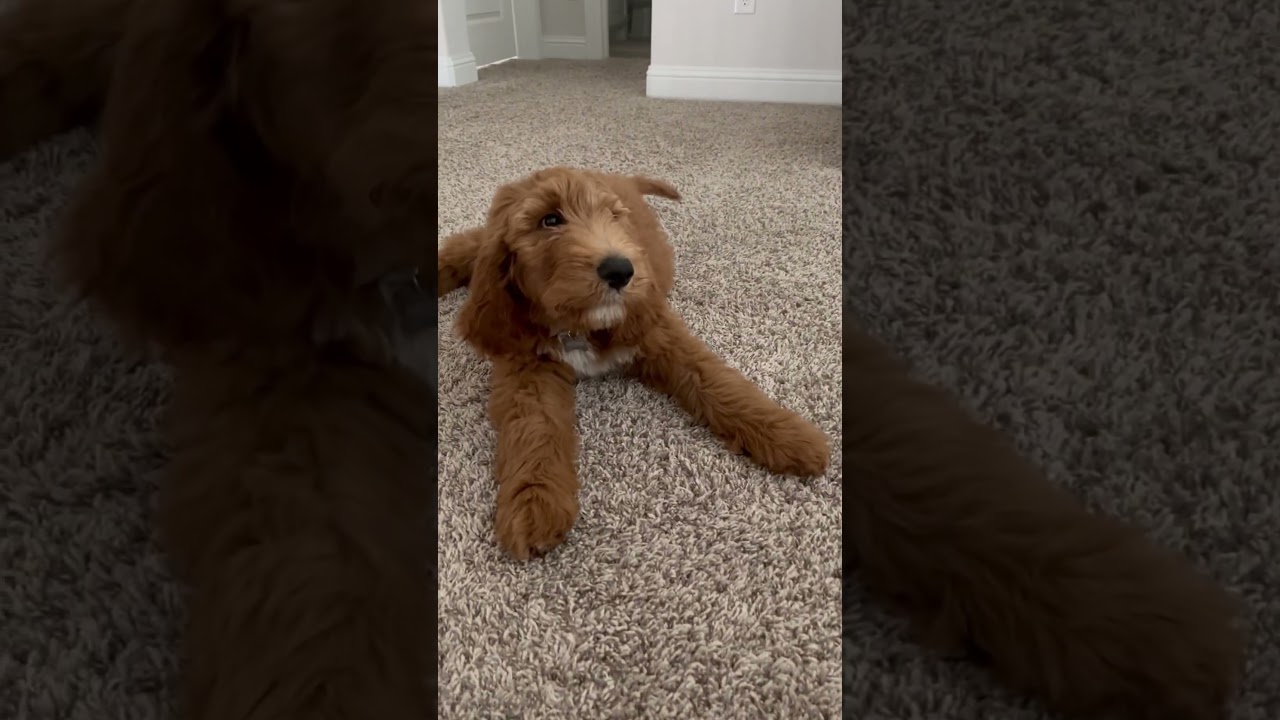 Goldendoodle puppy barking