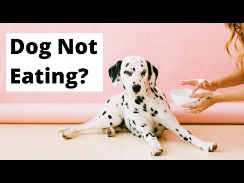 Is Your Dog a Picky Eater? 3 Tips To Help Your Dog LOVE Meal Time (Even Healthy Food)