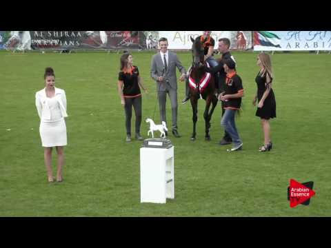 2nd PLACE  N.55 MORION - Chantilly 2017 World Cup - Stallions Championship (Class 16)