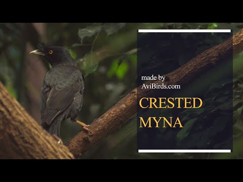 Majna chochlatá (Acridotheres cristatellus) — starostlivosť, voliéra a kŕmenie