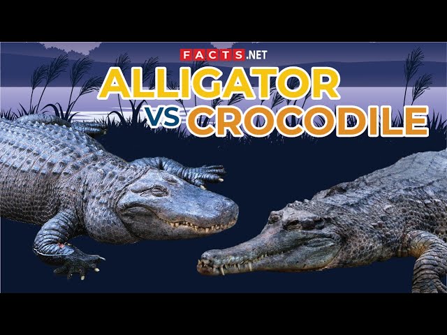 Alligator VS Crocodile: What's The Difference? 