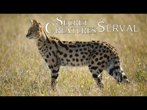 image-Where does the Serval Cat live in Africa?