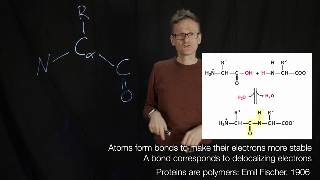 Lecture 01, concept 19: Proteins are polypeptides of amino acids