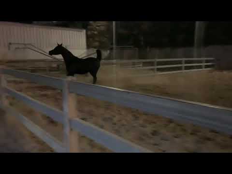 خيل قيس انس ابو العسل 🐎🐎