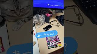 #cat#猫# #猫のいる暮らし