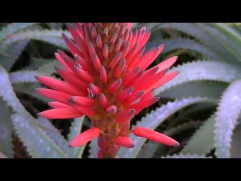 Aloe candelabro: Aloe arborescens