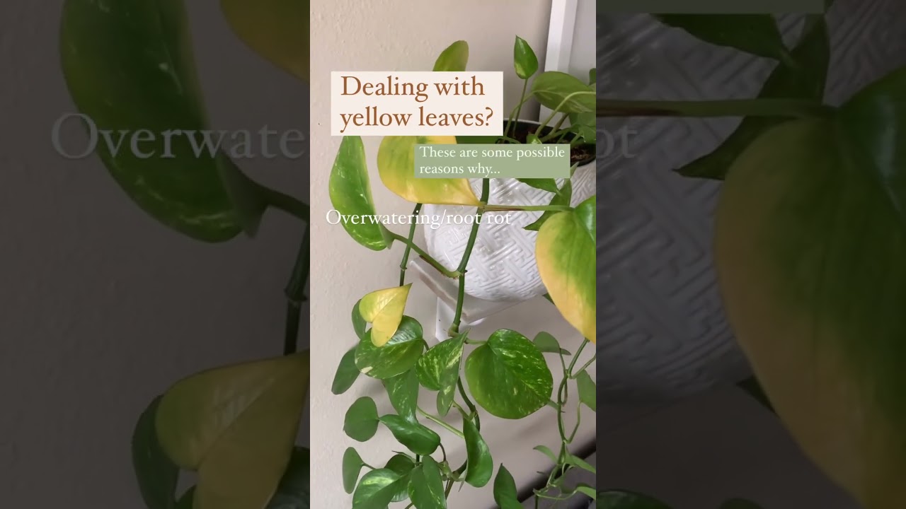 Why do plant leaves have different shapes? Tipseri