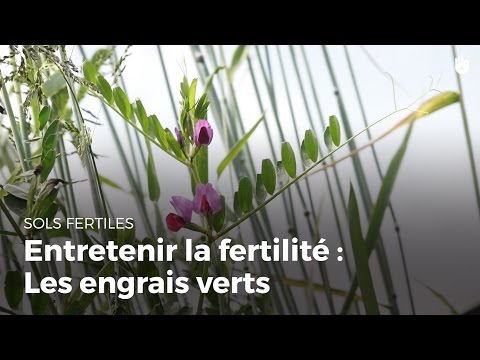 Les engrais verts