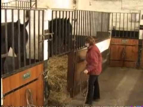 comment soigner suros cheval