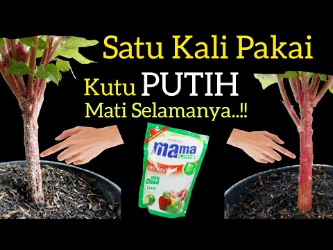 , title : 'Cuma Rp.1000 Rupiah Kutu Putih Mati, Kering, Hangus. Tanpa Menyakiti Tanaman/Bonus Penjelasannya..!'