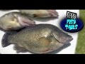 How to fillet a fish - golden perch (easy)