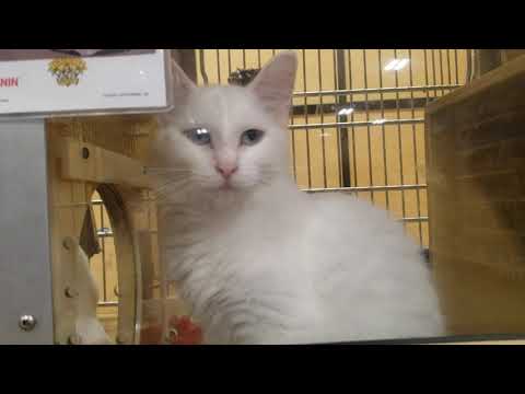 Cats & Kittens At Petsmart Eau Claire Wisconsin NEED A Home. Come Get'em!