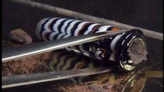 Glassmaking Technique: Core-Formed Glass