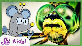 How Do Insect Eyes Work? | Compound Eyes | Amazing Animal Senses | SciShow Kids