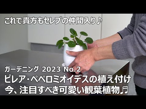 ピレア・ペペロミオイデスから挿し木をする方法は？簡単3つの方法！  庭園
