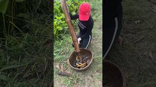 Download lagu Amazing Eel Trap Technique mp3