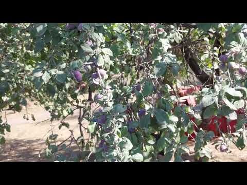 comuna Căbești,  sat Goila,  Bihor