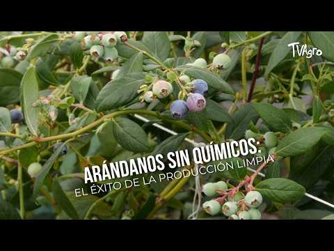 Arándanos sin químicos: El éxito de la producción limpia - TvAgro por Juan Gonzalo Angel