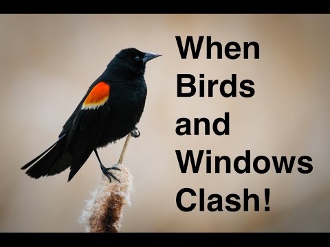 ABC acres: Bird Safety, Windows the Silent Killer - episode #073