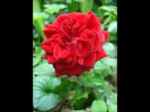 Zehra Deović - U đul bašči (2. verzija)