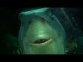 Finding Nemo Here S Brucie Just A Bite