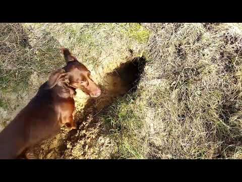 Richard the dachshund, discovered a fox hole 🦊